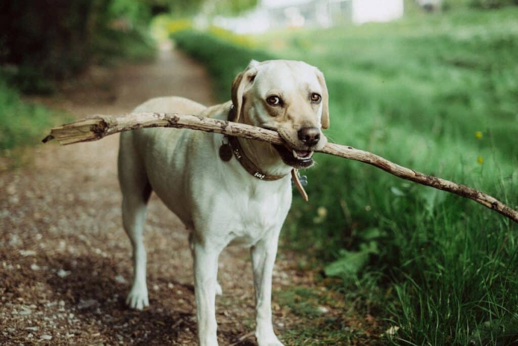 Labrador with a stick